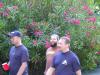 oleanders