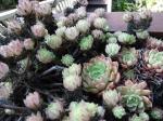 dscf0933