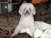 foundling