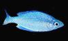 neonbluefish