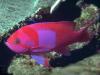 redbluefish